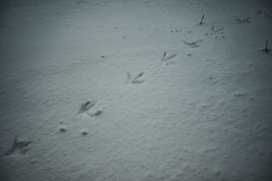 Sporen in de sneeuw van een vogel in het Wilhelminapark