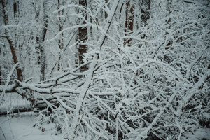 Besneeuwde takken in het Wilhelminapark
