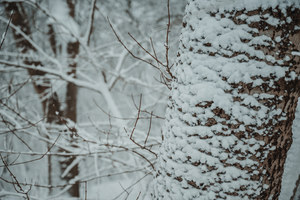 Besneeuwde bomen in het Wilhelminapark