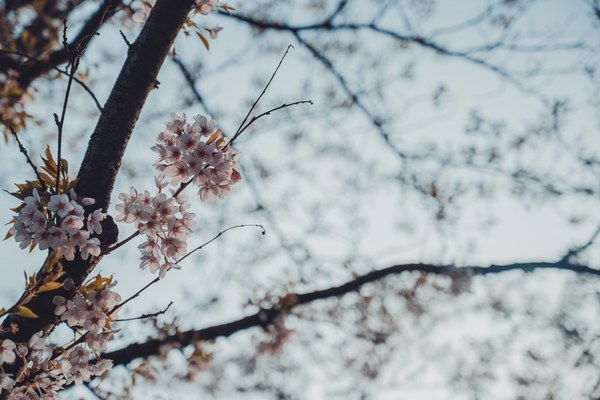 Roze kersenbloesems bloeien aan de donkere takken van een boom tegen een zachte, wazige lichtblauwe lucht in het voorjaar.