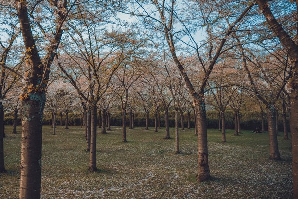 Een boomgaard met bloeiende kersenbomen in een park, waar afgevallen bloesemblaadjes het groene gras onder de sierlijk vertakte stammen bedekken.