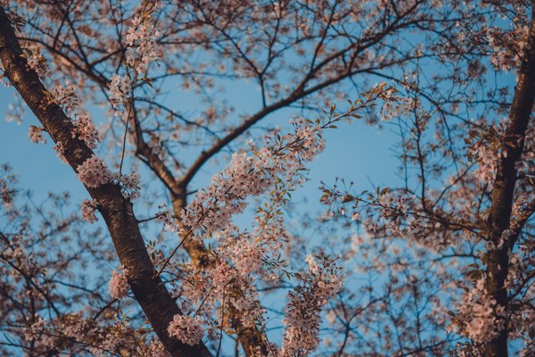 Roze kersenbloesems bloeien aan donkere, kale takken van een boom tegen een strakblauwe voorjaarshemel.