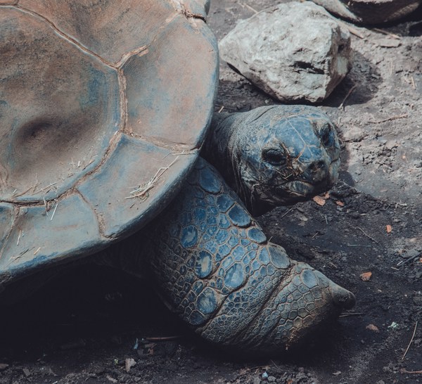 Een reuzenschildpad met een grote koepelvormige schild rust op donkere grond, met zijn geschubde kop en poot duidelijk zichtbaar tussen rotsen.