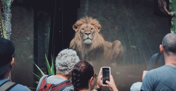 Bezoekers fotograferen met hun smartphone een imposante mannetjesleeuw die achter glas majestueus naar het publiek in de dierentuin kijkt.