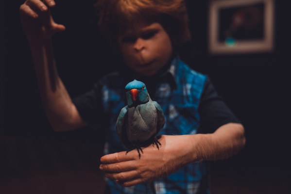 Een jongen met rood haar in een blauw geruit overhemd kijkt geconcentreerd naar een blauwgroen vogeltje dat op zijn uitgestoken hand zit.