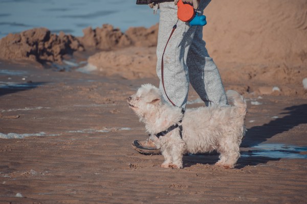 Een kleine witte hond aan een riem staat op het strand naast de benen van een baasje in een grijze joggingbroek, met zandduintjes op de achtergrond.