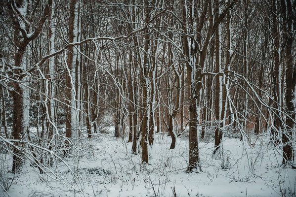 Besneeuwde bomen in het Wilhelminapark