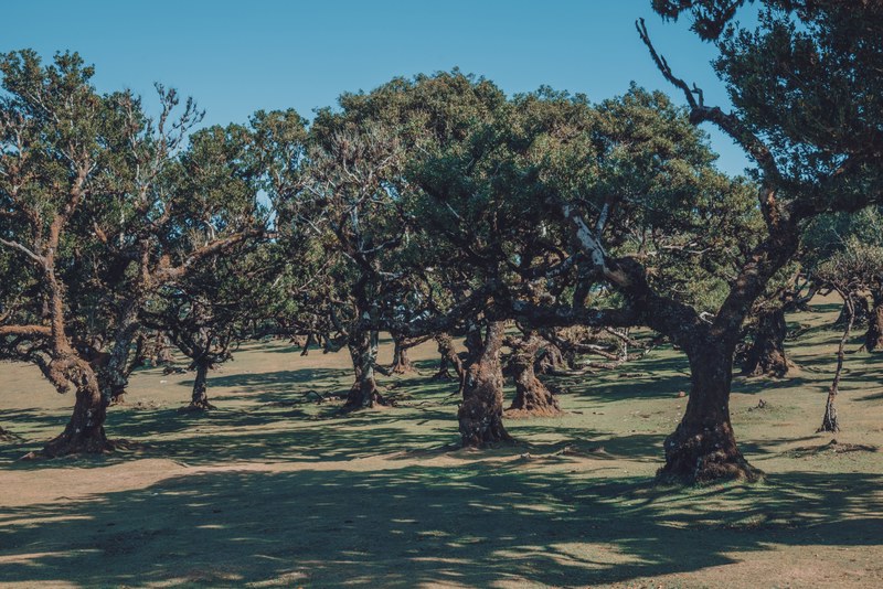 De bomen van Fanal