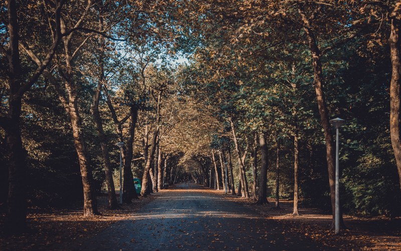 Een onverhard bospad loopt tussen hoge bomen door, met gevallen bladeren op de grond en een moderne lantaarnpaal aan de rechterkant in herfstlicht.