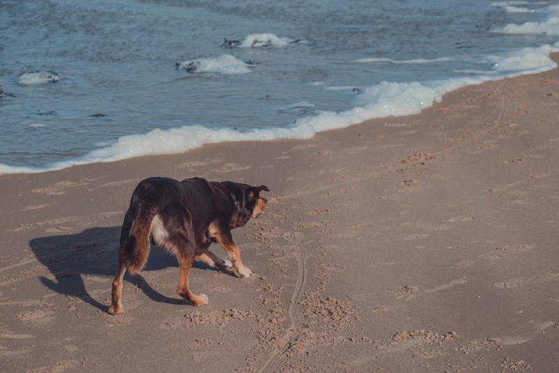 Een donkere hond met bruine poten loopt over het natte strand langs de schuimende branding in de late namiddagzon.