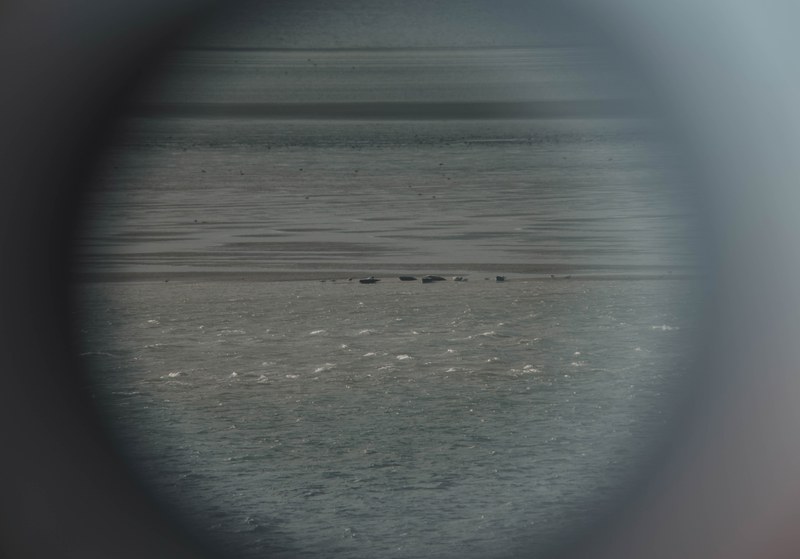 Zeehonden, bekeken door een verrekijker