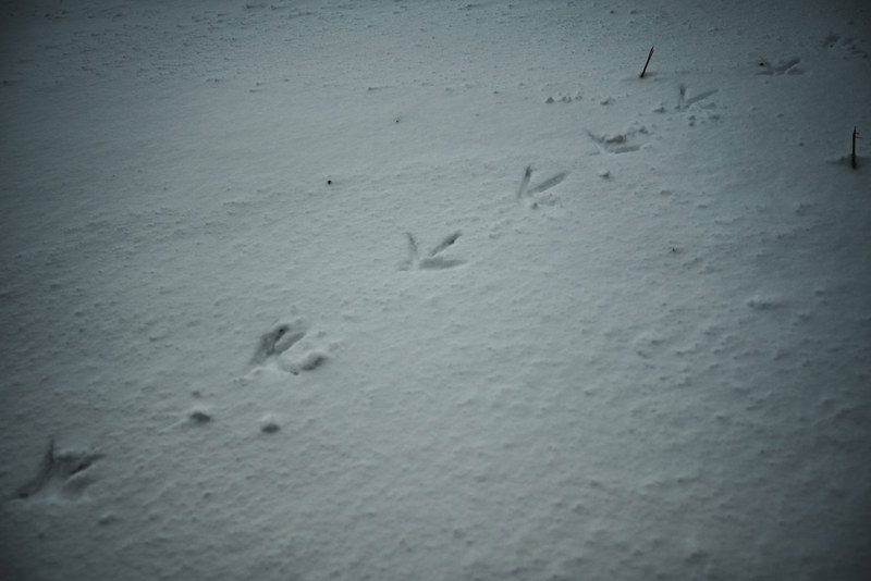 Sporen in de sneeuw van een vogel in het Wilhelminapark