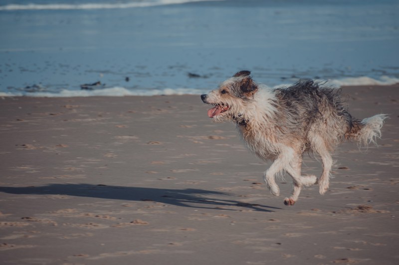 Een ruigharige hond rent met open bek en de tong uit over het natte strand, met op de achtergrond de aanrollende golven van de zee.