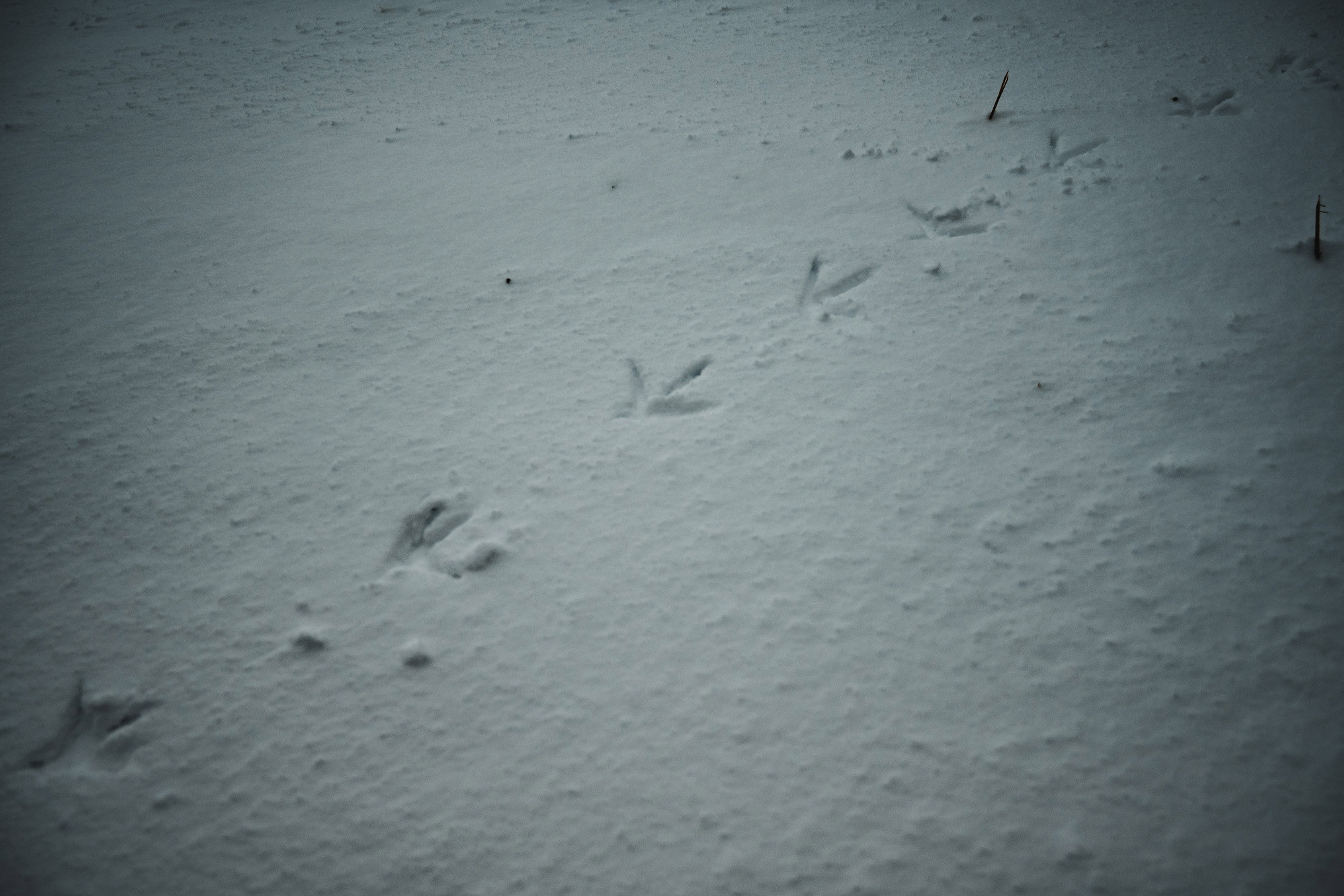 Sporen in de sneeuw van een vogel in het Wilhelminapark