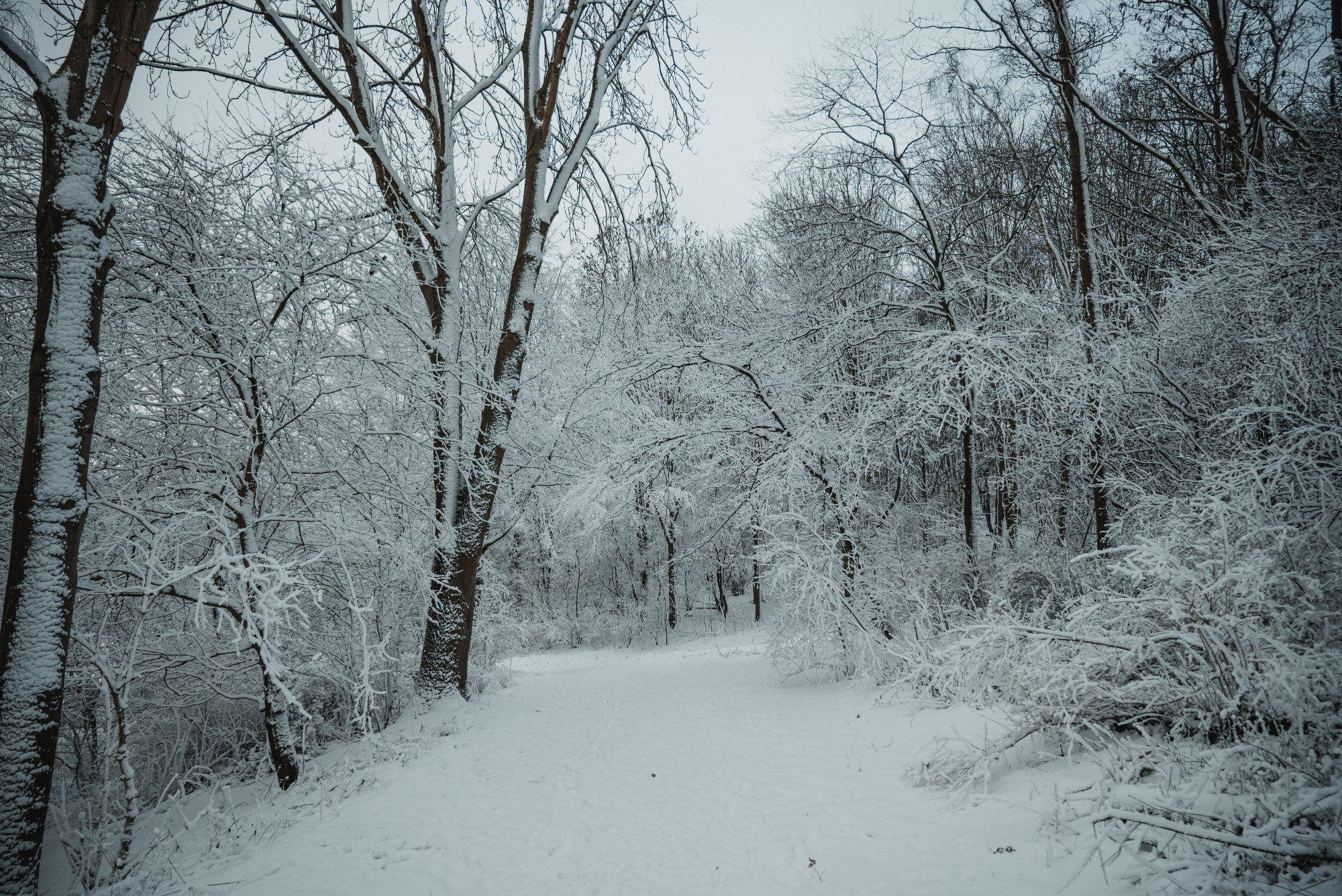 Sneeuw in het Wilhelminapark