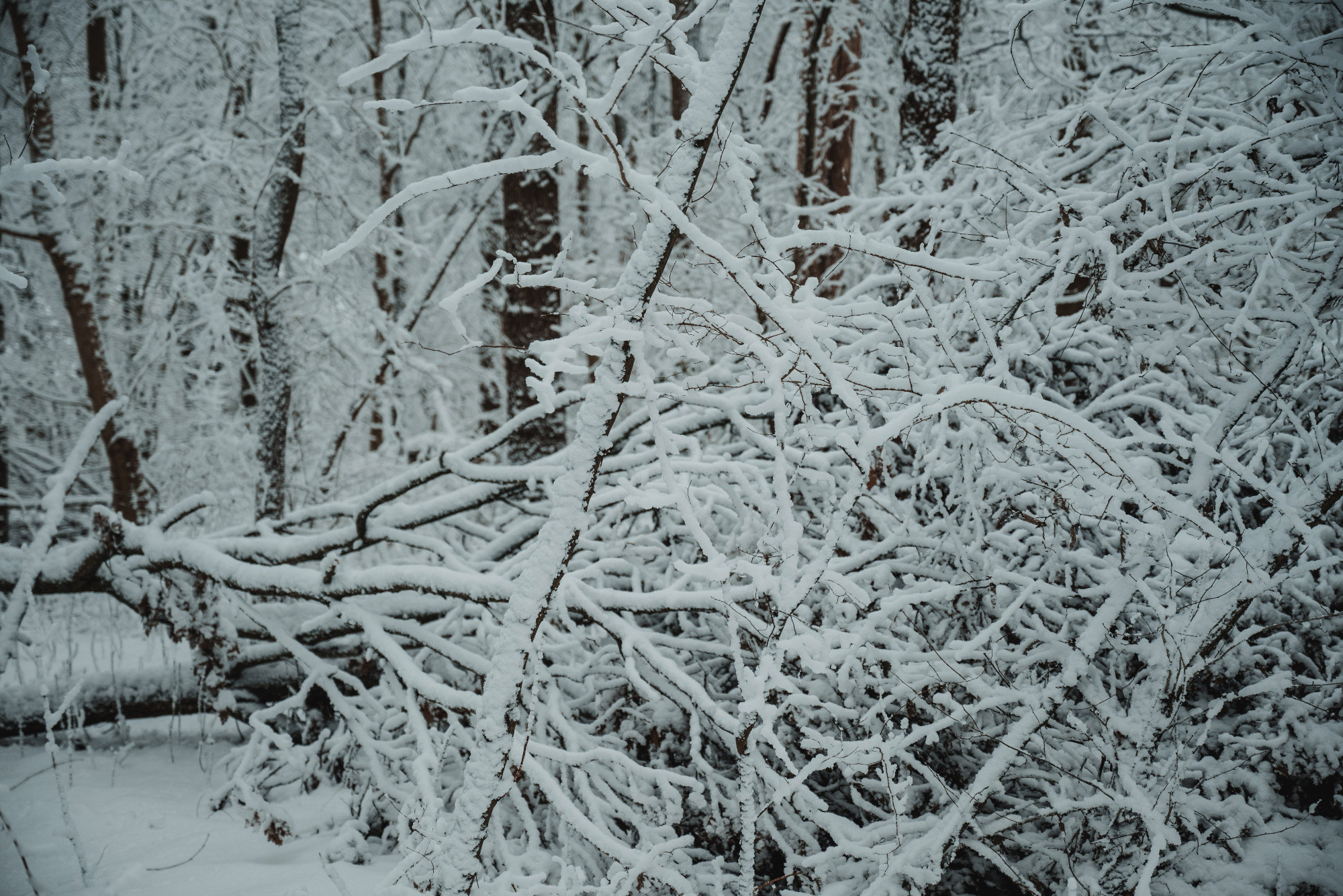 Besneeuwde takken in het Wilhelminapark