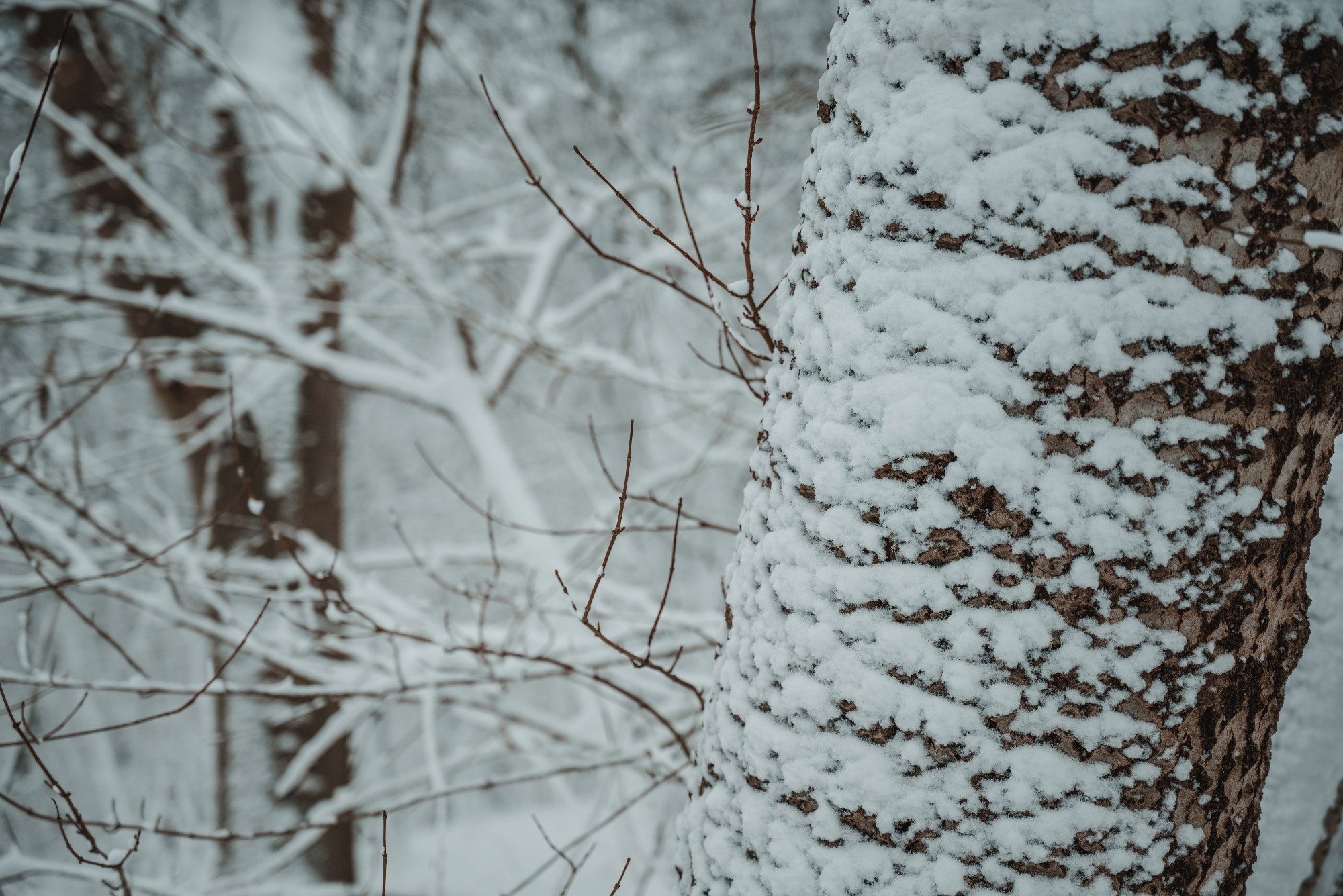 Besneeuwde bomen in het Wilhelminapark