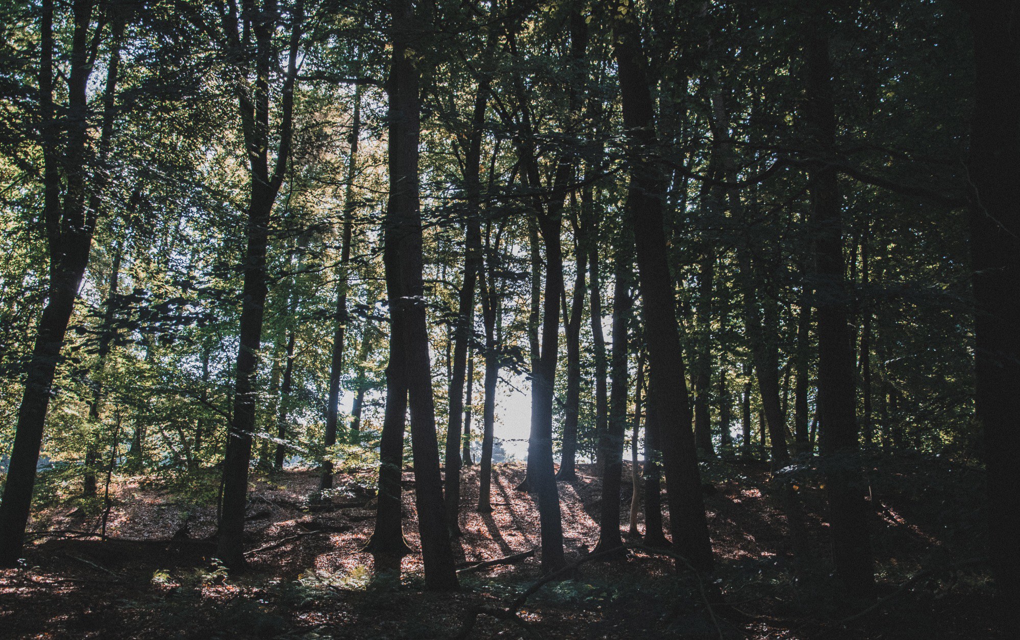 De Veluwe