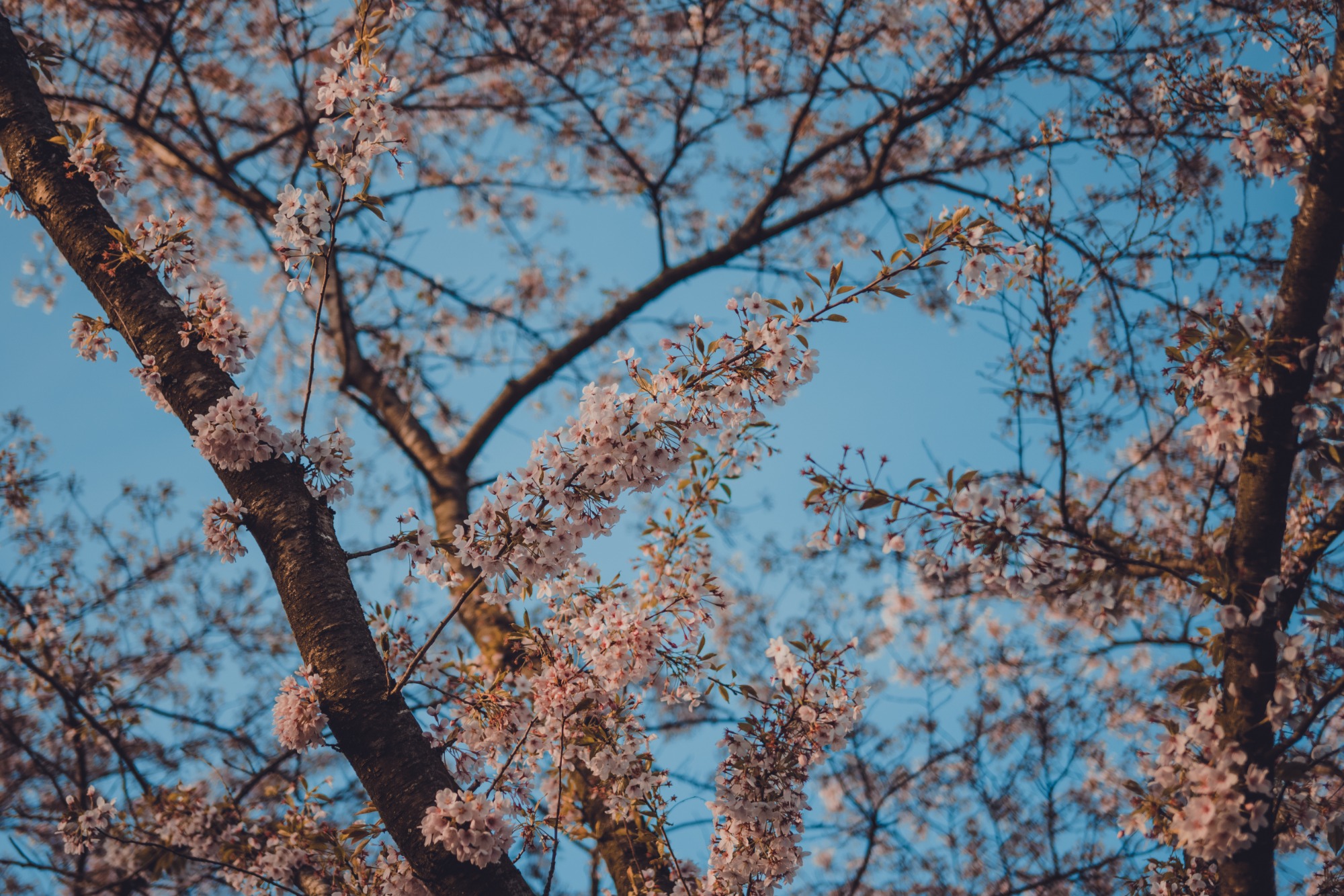 Spring Blossom