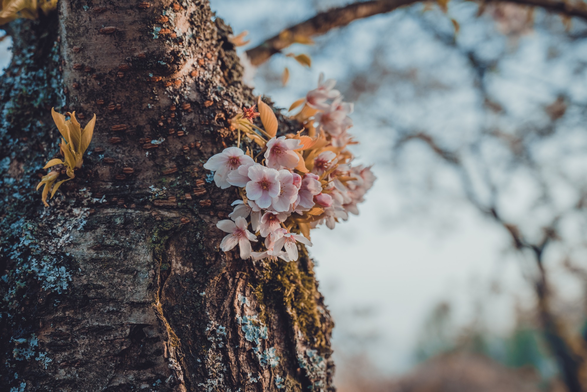 Spring Blossom