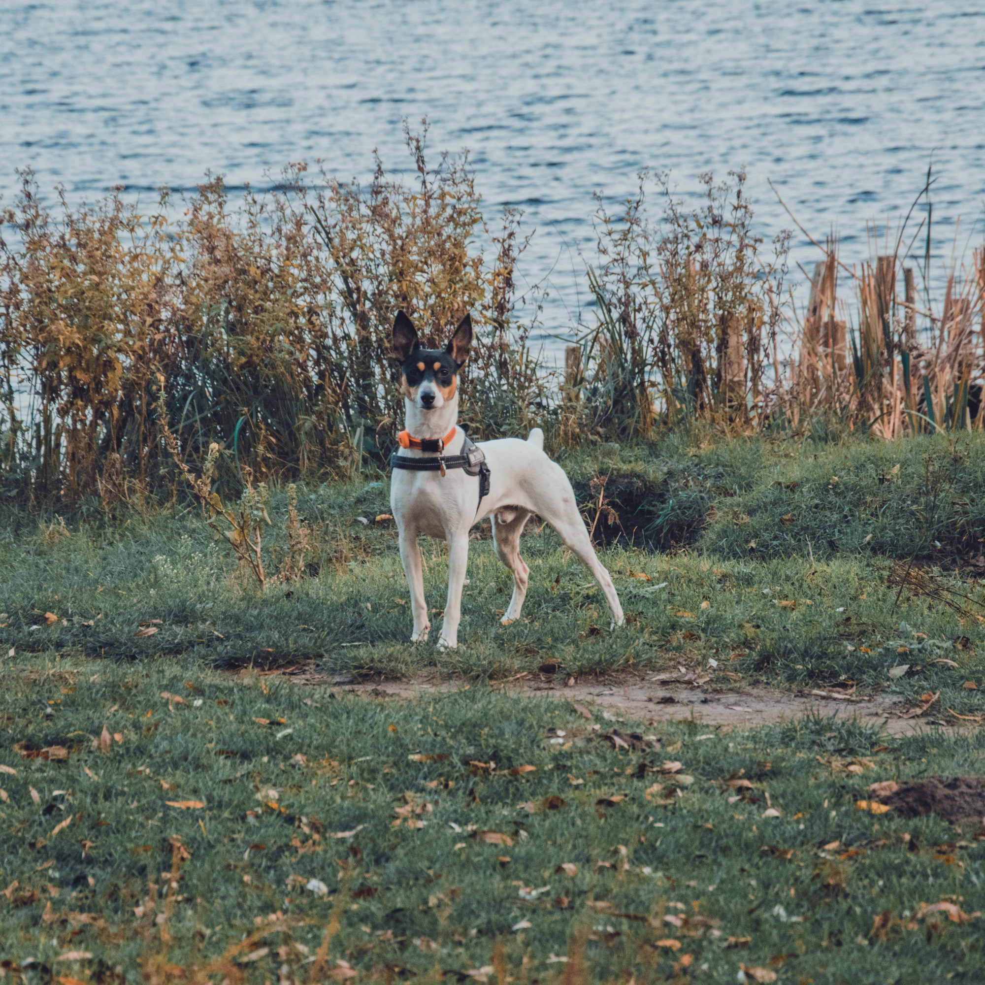 Fall in park Oeverlanden